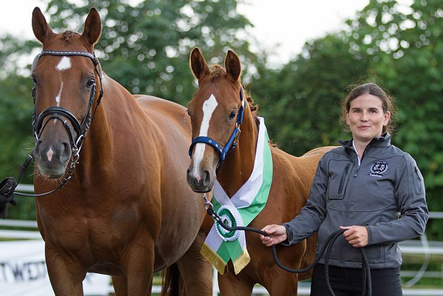 Stutfohlen von High Motion x Lowelas - Foto: Ilka Knapstein