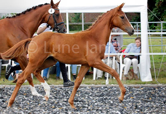 Stutfohlen von High Motion x Lowelas - Foto: Lune Jancke
