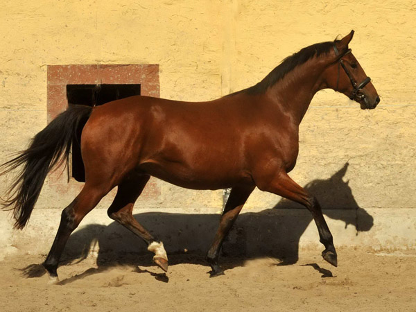 Trakehner Wallach von Showmaster u.d. Zaubermelodie v. Tuareg - Mahagoni