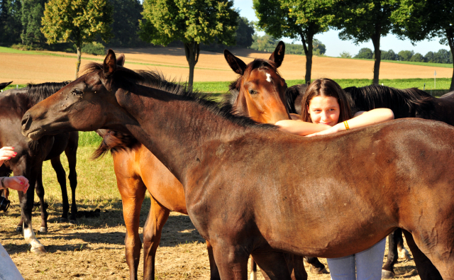 Stutfohlen von De Niro x Totilas - Gestt Hmelschenburg - copyright by Beate Langels