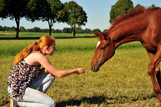 Stutfohlen von Touch my Heart u.d. Klassic v. Freudenfest - Gestt Hmelschenburg - copyright by Beate Langels