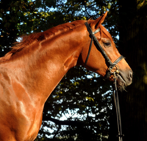 Zweijhriger Hengst von Chateauneuf x Preuenprinz - im Oktober 2011 - Foto: Beate Langels - Trakehner Gestt Hmelschenburg