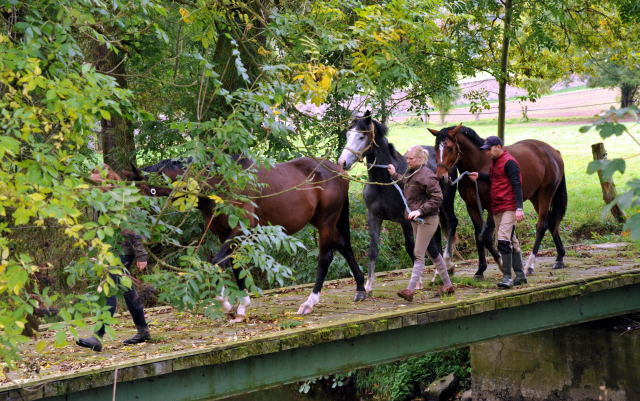 Hmelschenburg im Oktober 2013, Foto: Beate Langels, Trakehner Gestt Hmelschenburg - Beate Langels