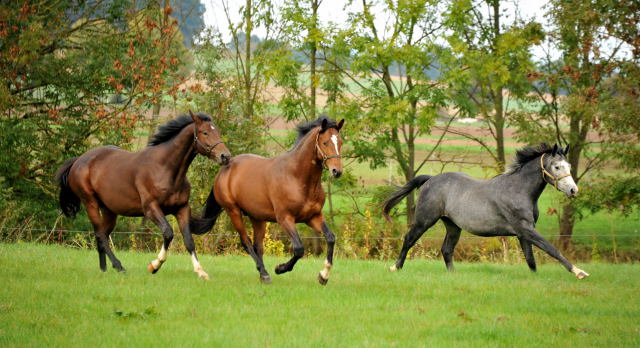 Hmelschenburg im Oktober 2013, Foto: Beate Langels, Trakehner Gestt Hmelschenburg - Beate Langels