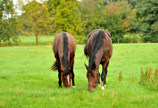 Hmelschenburg im Oktober 2013, Foto: Beate Langels, Trakehner Gestt Hmelschenburg - Beate Langels