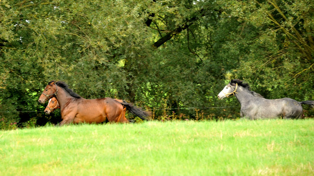 Hmelschenburg im Oktober 2013, Foto: Beate Langels, Trakehner Gestt Hmelschenburg - Beate Langels