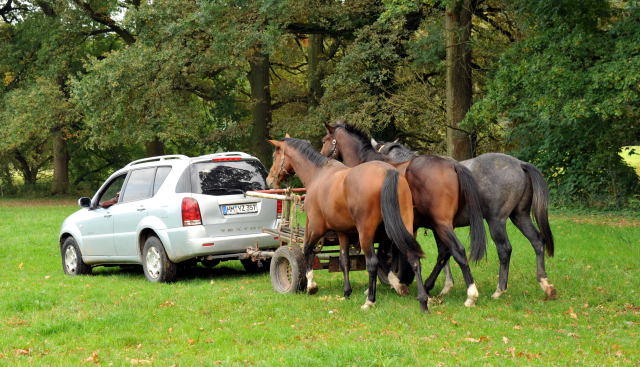 Hmelschenburg im Oktober 2013, Foto: Beate Langels, Trakehner Gestt Hmelschenburg - Beate Langels