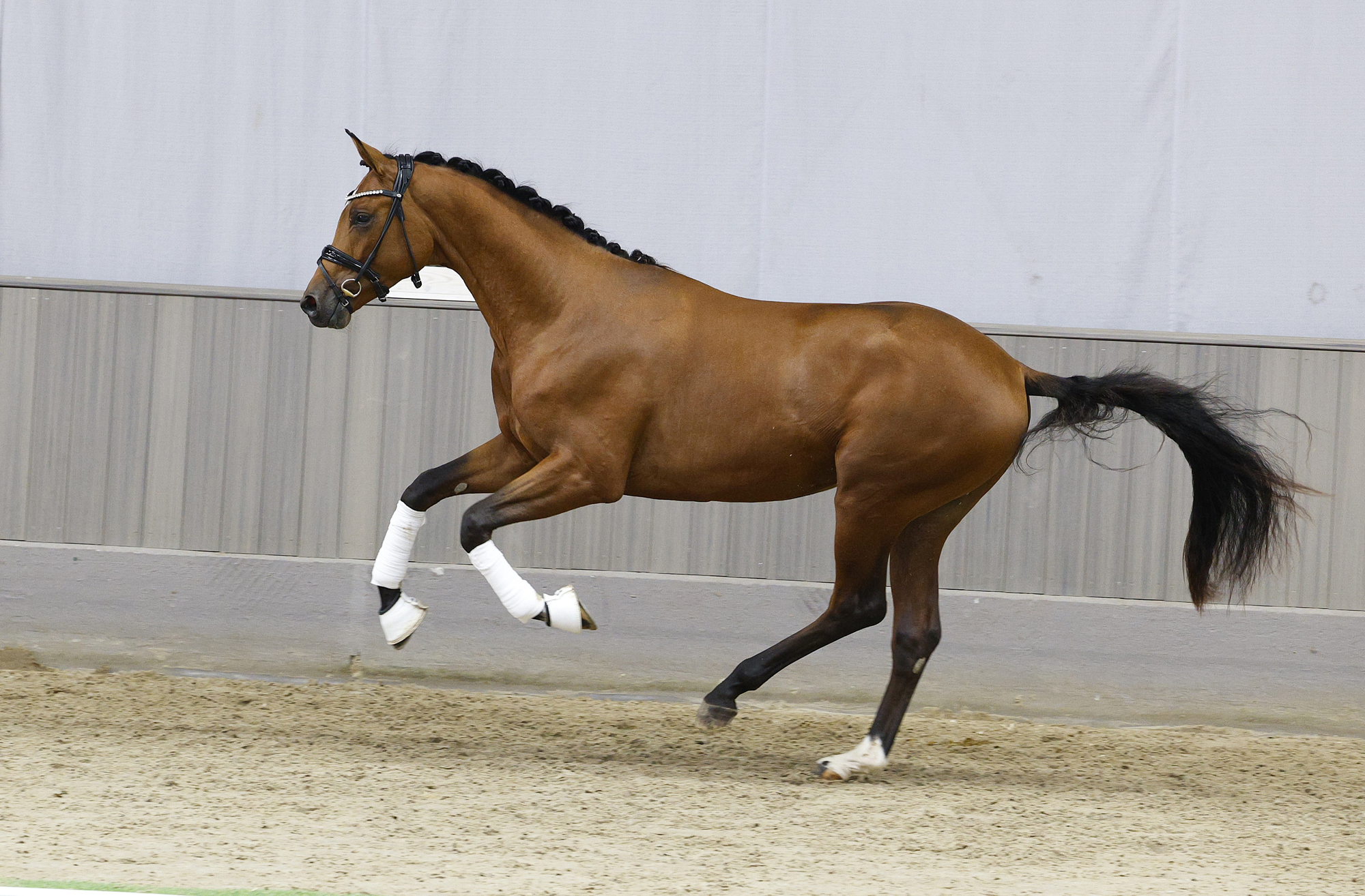 2j�hriger Trakehner Hengst von Gl�cksruf u.d. Pr.St. Schwalbe's Beauty v. High Motion x Imperio  - Gest�t H�melschenburg - Beate Langels