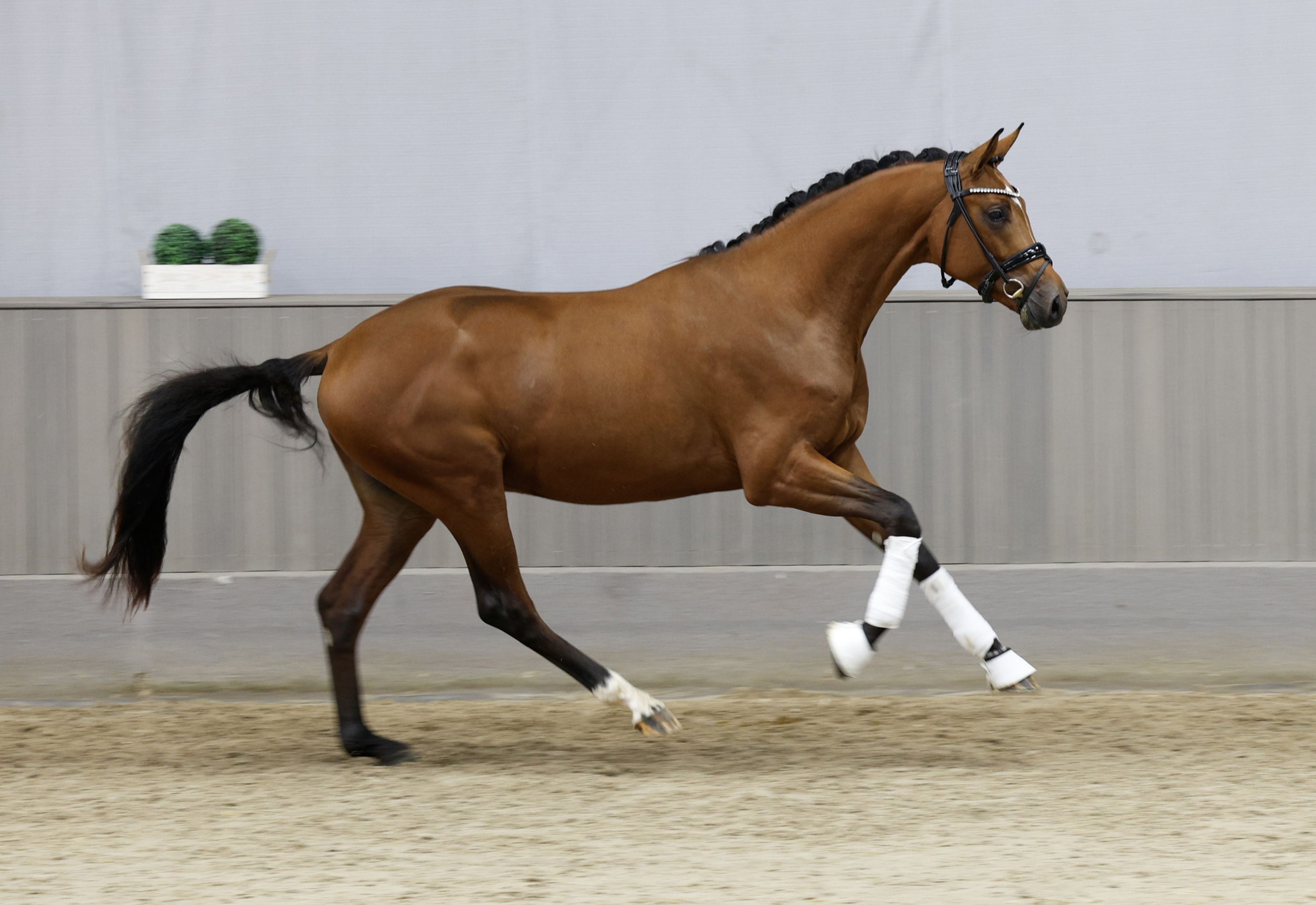 2j�hriger Trakehner Hengst von Gl�cksruf u.d. Pr.St. Schwalbe's Beauty v. High Motion x Imperio  - Gest�t H�melschenburg - Beate Langels