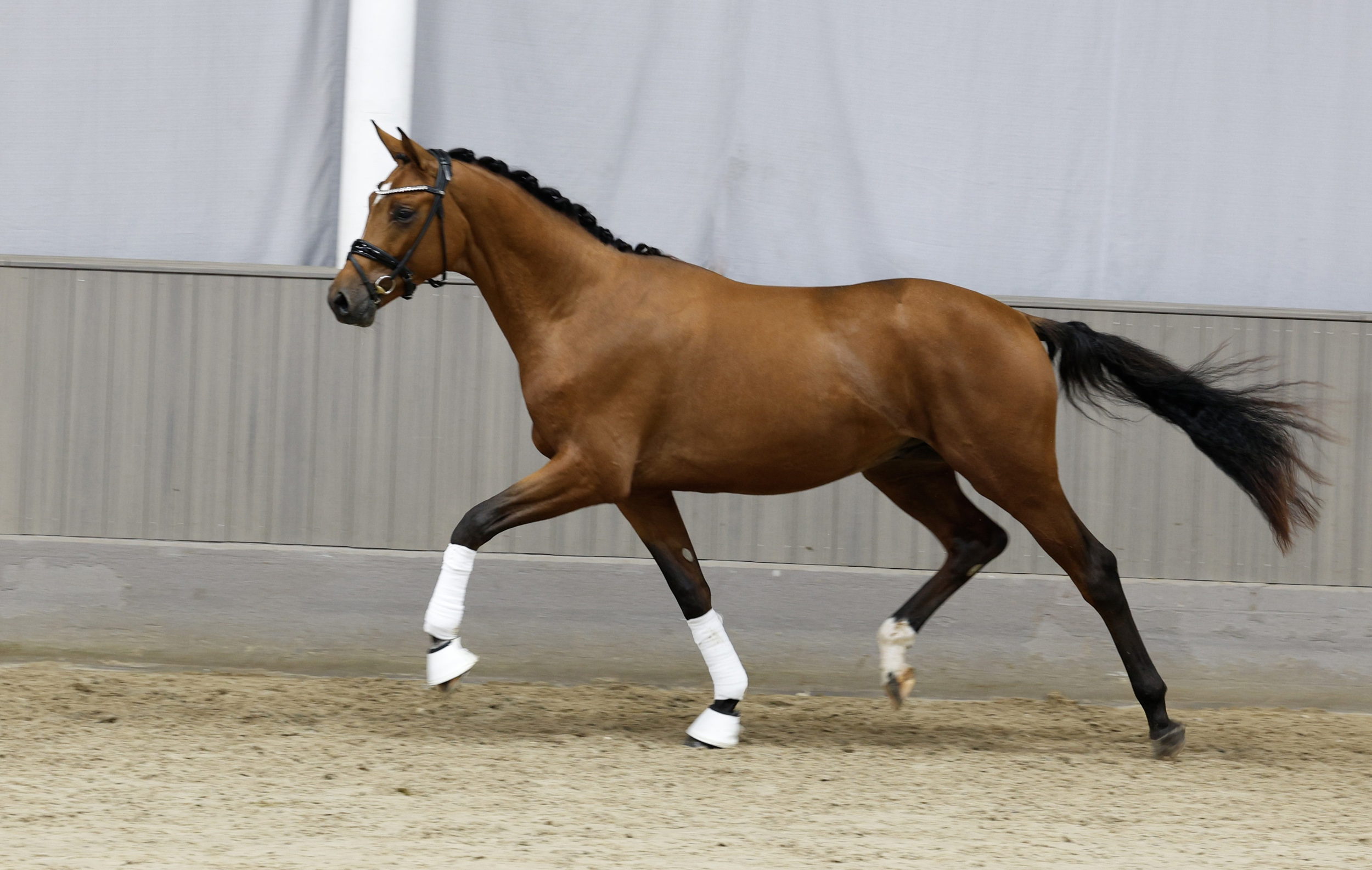 2j�hriger Trakehner Hengst von Gl�cksruf u.d. Pr.St. Schwalbe's Beauty v. High Motion x Imperio  - Gest�t H�melschenburg - Beate Langels