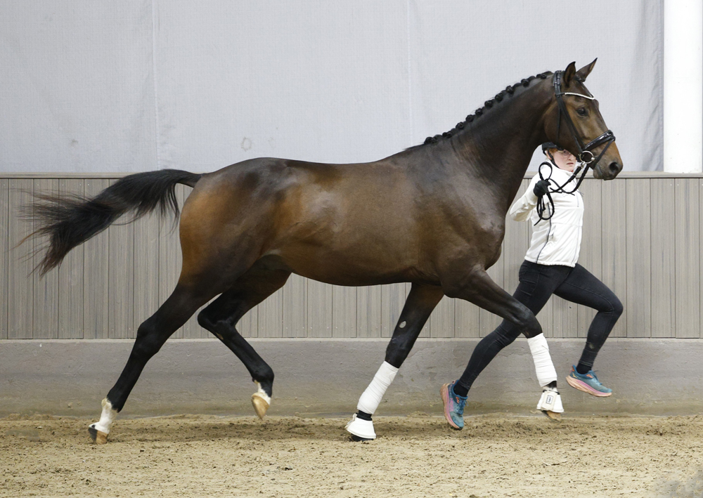 2j�hriger Hengst von Preu�en Party und der Elitestute Kavalou im September 2026 - Foto Beate Langels - Trakehner Gest�t H�melschenburg
