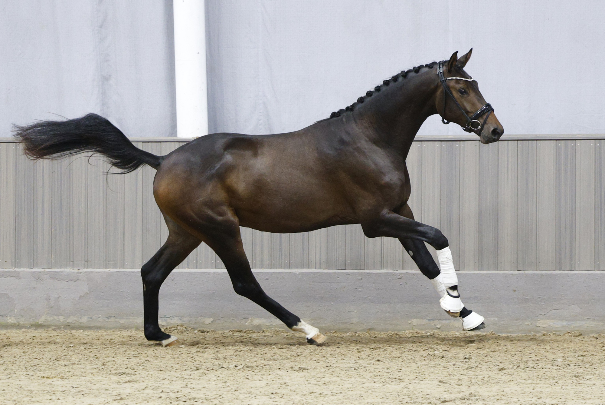 2j�hriger Hengst von Preu�en Party und der Elitestute Kavalou im September 2026 - Foto Beate Langels - Trakehner Gest�t H�melschenburg
