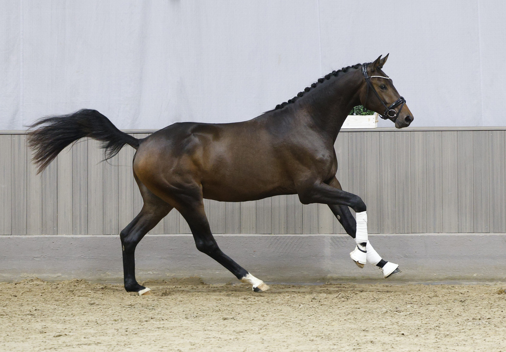 2j�hriger Hengst von Preu�en Party und der Elitestute Kavalou im September 2026 - Foto Beate Langels - Trakehner Gest�t H�melschenburg