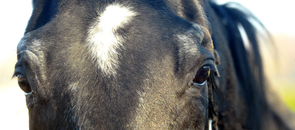 Kostolany - Trakehner Hauptbeschler in Hmelschenburg Anfang November - Foto: Beate Langels - Trakehner Gestt Hmelschenburg