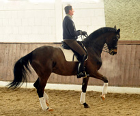 Seal v. Gribaldi und Peter Koch