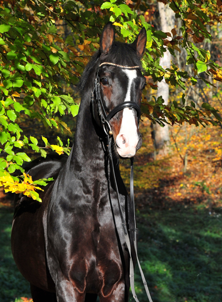 Prämienhengst Shavalou von Freudenfest - Foto: Beate Langels - 
Trakehner Gestüt Hämelschenburg