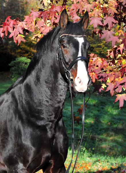 Prämienhengst Shavalou von Freudenfest - Foto: Beate Langels - 
Trakehner Gestüt Hämelschenburg