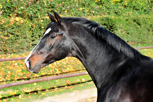 Prämienhengst Shavalou von Freudenfest - Foto: Beate Langels - 
Trakehner Gestüt Hämelschenburg