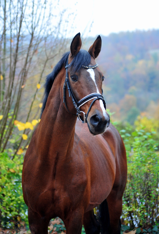 High Motion v. Saint cyr im November - Trakehner Gestt Hmelschenburg - Foto Beate Langels 