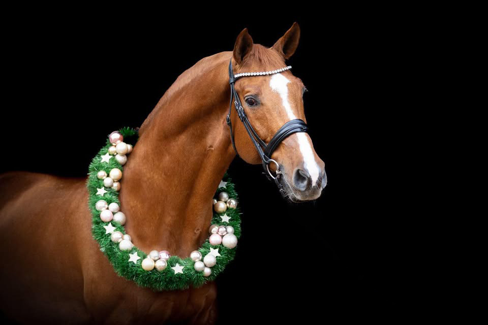 Impressionen - Dezember 2025 - Trakehner Gest�t H�melschenburg  - Foto: Beate Langels