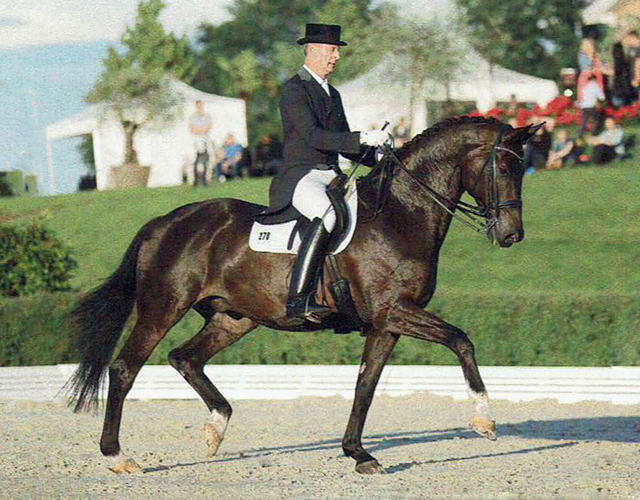 Seal - Trakehner von Gribaldi u.d. Pr.St. Schwalbenspiel v. Exclusiv, Trakehner Gestt Hmelschenburg - Beate Langels, Foto: Nadine Harms