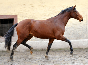 3jhriger Trakehner Wallach von Saint Cyr u.d. Pr. u. StPrSt. Karena v. Freudenfest