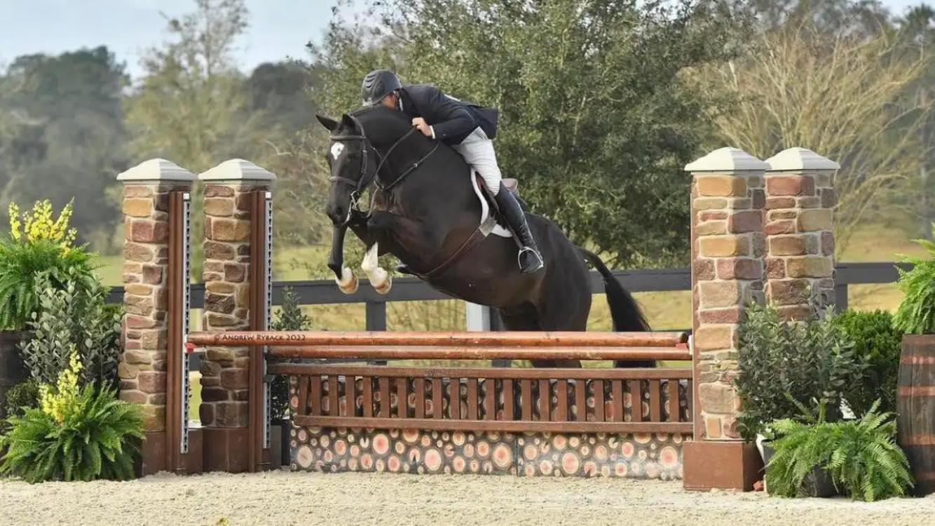 The Irish (fr.Guardiola) Trakehner von Saint Cyr u.d. Greta Garbo - Januar 2022  -
Trakehner Gestt Hmelschenburg, Foto Andrew Ryback