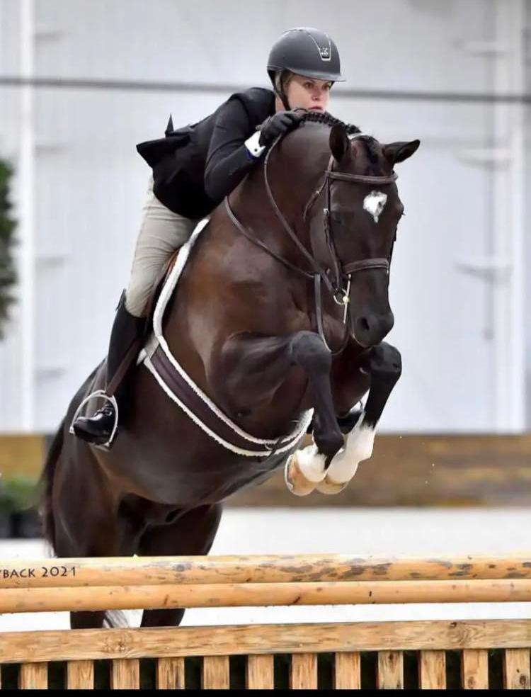 The Irish (fr.Guardiola) Trakehner von Saint Cyr u.d. Greta Garbo - 2021   -
Trakehner Gestt Hmelschenburg, Foto Andrew Ryback