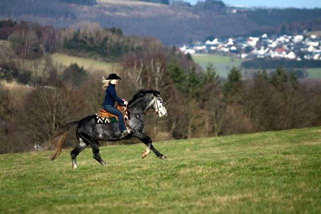 Abiscar - Trakehner von Kostolany , Foto: Ulrike Sahm