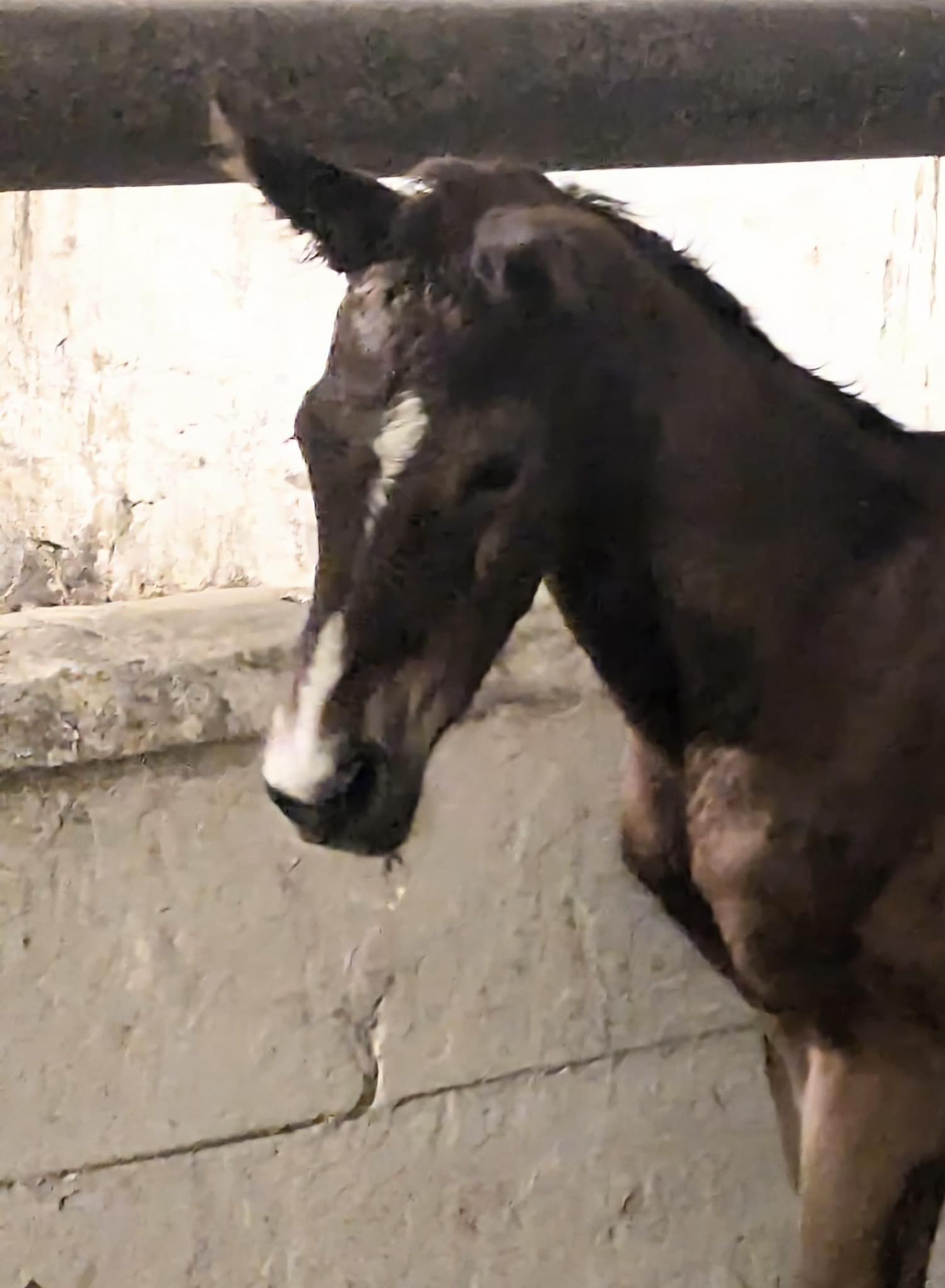 Hengstfohlen von Saint Cyr u.d. Pr.St. Schwalbenland v, Touch my Heart - Foto: Sabine Beyer