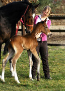 Hengstfohlen von Freudenfest u.d. Elitestute Vicenza v. Showmaster - Trakehner Gestt Hmelschenburg