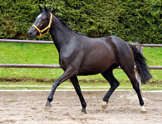 Ginger Rogers von Symont u.d. Greta Garbo v. Alter Fritz, Foto: Beate Langels, Trakehner Gestt Hmelschenburg