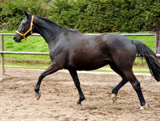 Ginger Rogers von Symont u.d. Greta Garbo v. Alter Fritz, Foto: Beate Langels, Trakehner Gestt Hmelschenburg