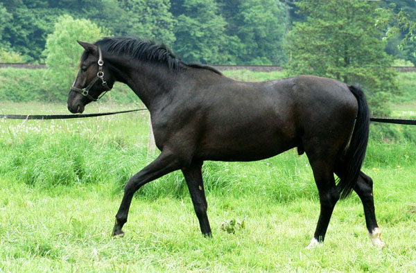 Zweijhriger von Kostolany - Hohenstein - im Trakehner Gestt Hmelschenburg - Foto: Beate Langels