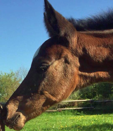 Stutfohlen von High Motion x Diestelzar, Foto: Jens Dren