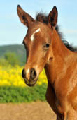 4 Tage altes Stutfohlen von Freudenfest u.d. Nadja
