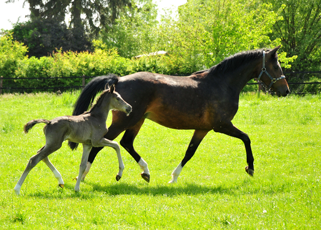 Trakehner Stutfohlen von Zauberdeyk u.d. Pr.A. Gabbana v. High Motion - Alter Fritz  - Gestt Hmelschenburg - Beate Langels