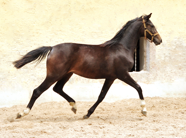 Jhrlings-Stute von De Niro u.d. Schwalbendiva v. Totilas - Trakehner Gestt Hmelschenburg - Foto: Beate Langels