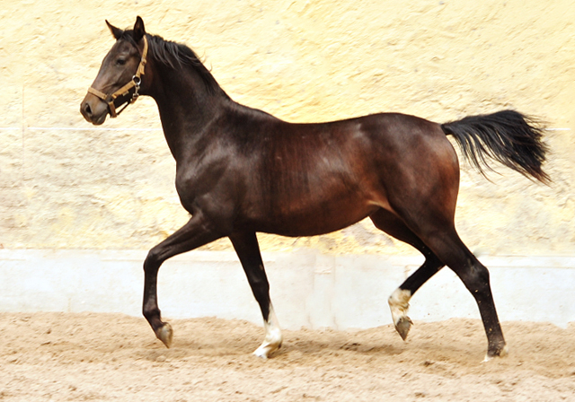Jhrlings-Stute von De Niro u.d. Schwalbendiva v. Totilas - Trakehner Gestt Hmelschenburg - Foto: Beate Langels