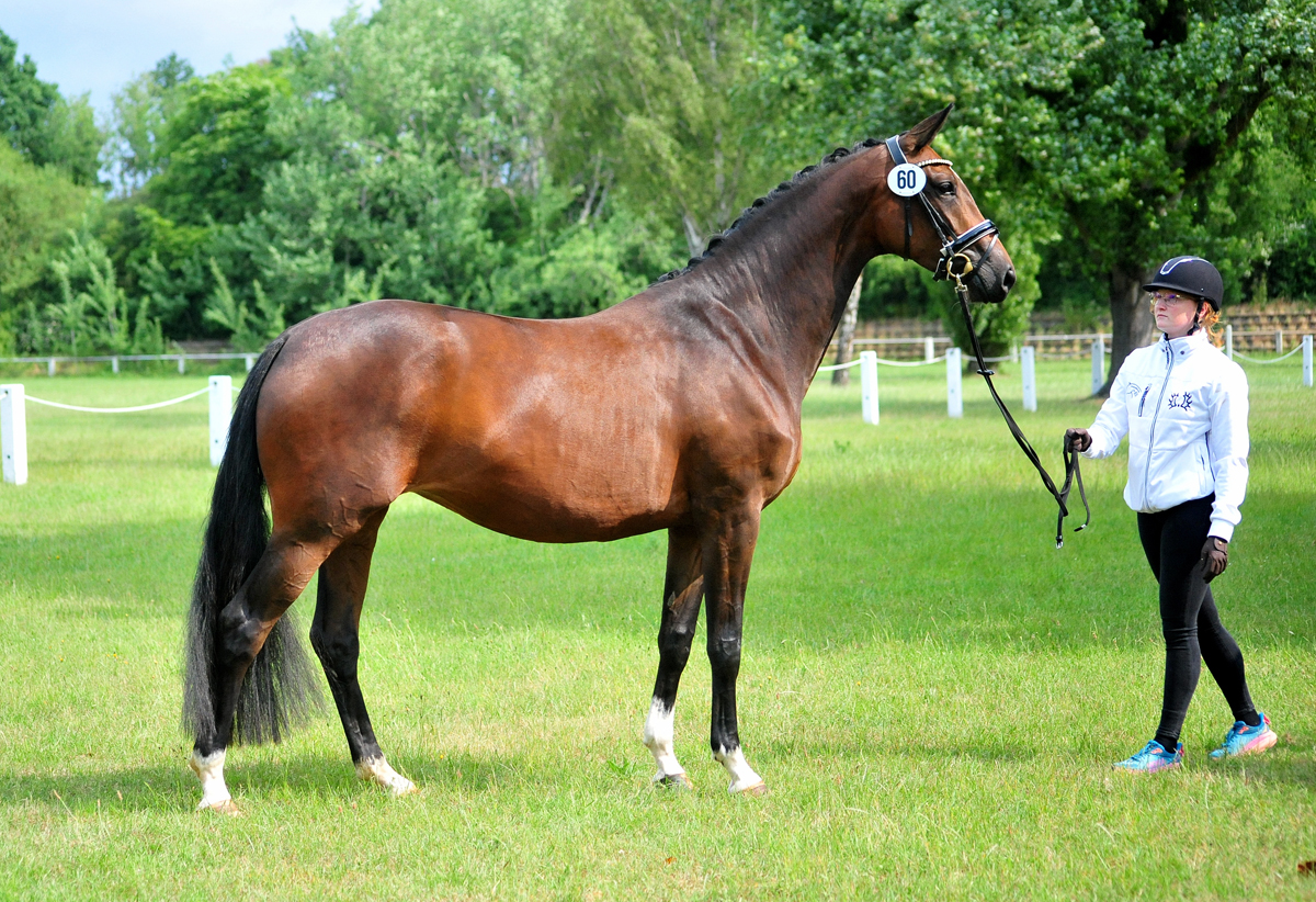 Karidia - Trakehner Prmienstute von Saint Cyr u.d. Pr.St. Karida v. Oliver Twist - Foto: Beate Langels - Trakehner Gestt Hmelschenburg