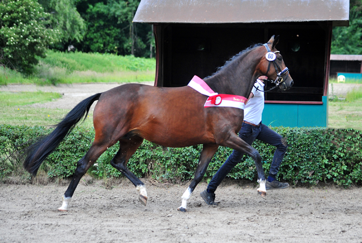 Karidia - Trakehner Prmienstute von Saint Cyr u.d. Pr.St. Karida v. Oliver Twist - Foto: Beate Langels - Trakehner Gestt Hmelschenburg