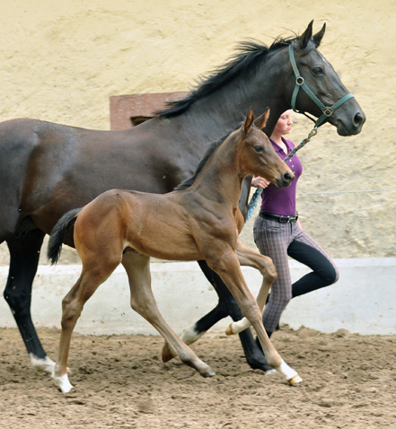 Hengstfohlen von Touch my Heart u.d. Pr.u.StPrSt. Vittoria v. Exclusiv  - Trakehner Gestt Hmelschenburg - Foto: Beate Langels
