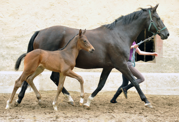 Trakehner Hengstfohlen von Touch my Heart u.d. Pr.u.StPrSt. Vittoria v. Exclusiv  - Trakehner Gestt Hmelschenburg - Foto: Beate Langels