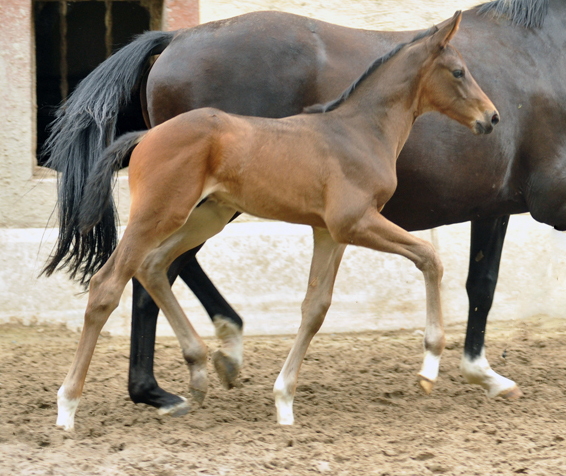 Trakehner Hengstfohlen von Touch my Heart u.d. Pr.u.StPrSt. Vittoria v. Exclusiv  - Trakehner Gestt Hmelschenburg - Foto: Beate Langels