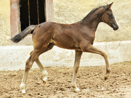 Glory of Hope von Alter Fritz x Saint Cyr