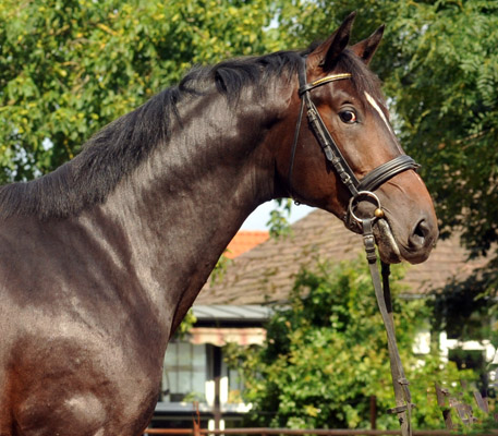 Trakehner Hengst von Exclusiv u.d. Vicenza v. Showmaster - Foto: Beate Langels, Trakehner Gestt Hmelschenburg