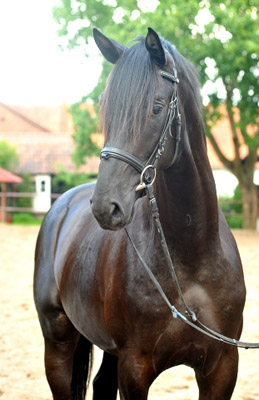 Zweijhriger Trakehner Hengst von Songline u.d. Eisknigin v. Trocadero - im August 2012, Foto Beate Langels