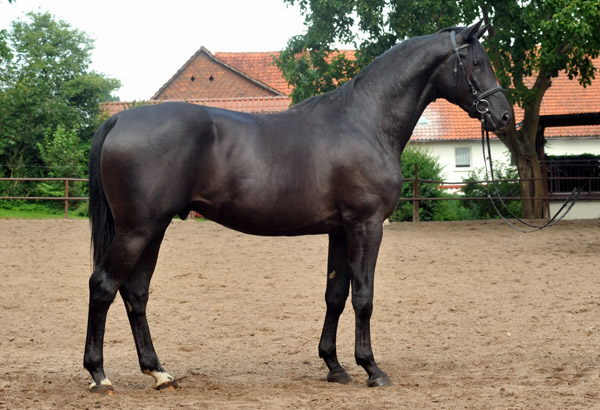 Zweijhriger Trakehner Hengst von Songline u.d. Eisknigin v. Trocadero - im August 2012, Foto Beate Langels