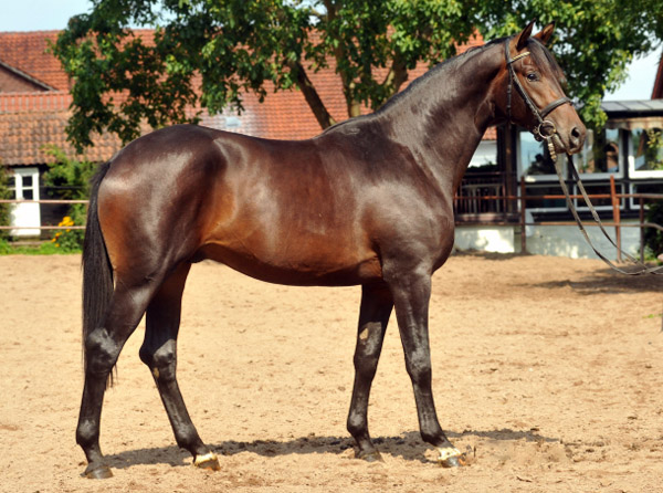 Zweijähriger Hengst von Cadeau u.d. Esperana v. Seeräuber - Foto: Beate Langels Trakehner Gestüt Hämelschenburg