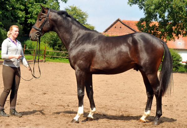 Trakehner Hengst von Exclusiv u.d. Vicenza v. Showmaster - Foto: Beate Langels, Trakehner Gestt Hmelschenburg